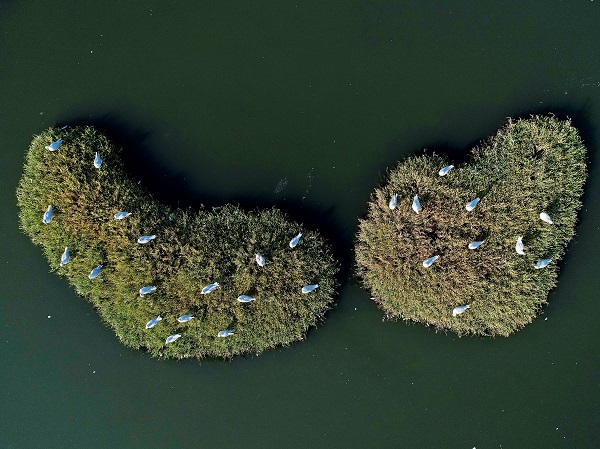 Foto - 9 Mayıs Dünya Göçmen Kuşlar Günü