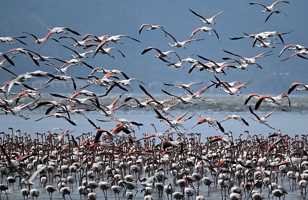9 Mayıs Dünya Göçmen Kuşlar Günü