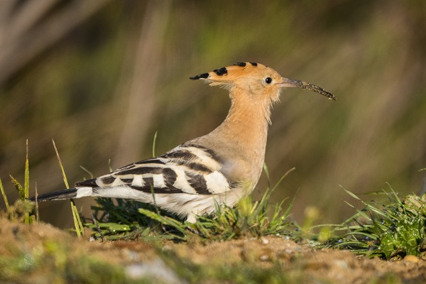 Foto - 9 Mayıs Dünya Göçmen Kuşlar Günü