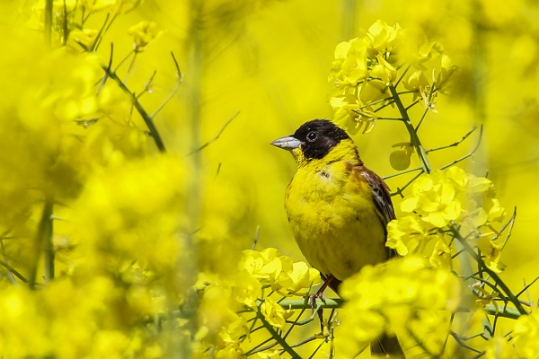 Foto - 9 Mayıs Dünya Göçmen Kuşlar Günü