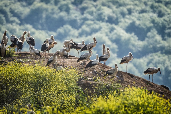 Foto - 9 Mayıs Dünya Göçmen Kuşlar Günü