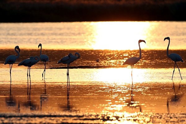Foto - 9 Mayıs Dünya Göçmen Kuşlar Günü