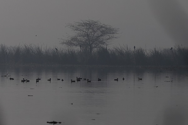 Foto - 9 Mayıs Dünya Göçmen Kuşlar Günü