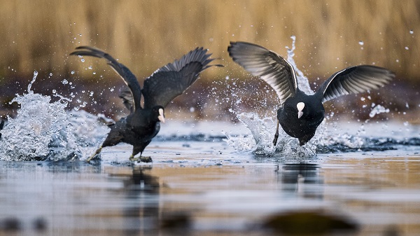 Foto - 9 Mayıs Dünya Göçmen Kuşlar Günü