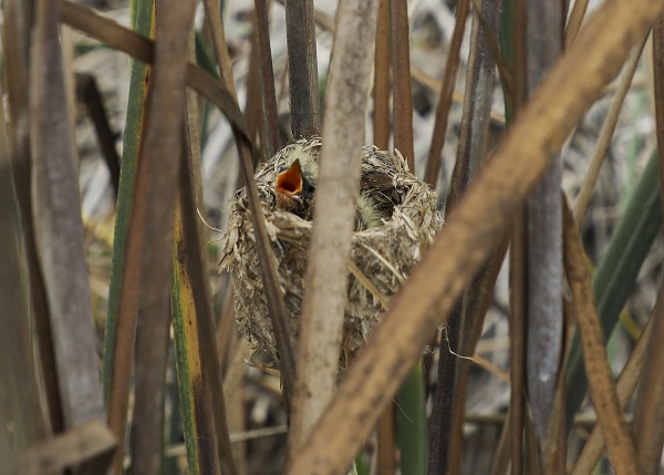 Foto - 9 Mayıs Dünya Göçmen Kuşlar Günü