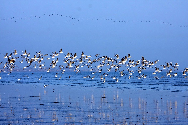 Foto - 9 Mayıs Dünya Göçmen Kuşlar Günü