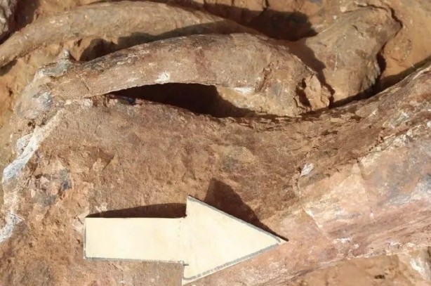 Foto - 9 milyon öncesine ait! Bilim insanları onun peşinde, o da Denizli’de…