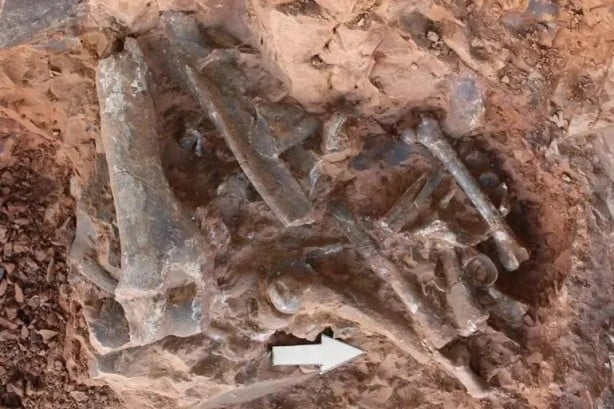 Foto - 9 milyon öncesine ait! Bilim insanları onun peşinde, o da Denizli’de…