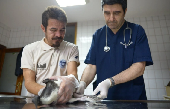 Foto - 9 yıl önce topraklarımıza giren canlı ilk doğumunu gerçekleştirdi! Doğum sırasında maalesef talihsiz olay yaşandı
