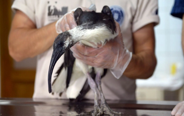 Foto - 9 yıl önce topraklarımıza giren canlı ilk doğumunu gerçekleştirdi! Doğum sırasında maalesef talihsiz olay yaşandı