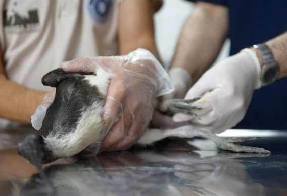 Foto - 9 yıl önce topraklarımıza giren canlı ilk doğumunu gerçekleştirdi! Doğum sırasında maalesef talihsiz olay yaşandı