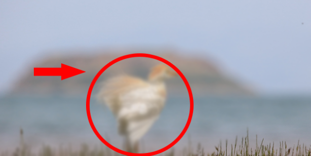 9 yıl önce topraklarımıza giren canlı ilk doğumunu gerçekleştirdi! Doğum sırasında maalesef talihsiz olay yaşandı