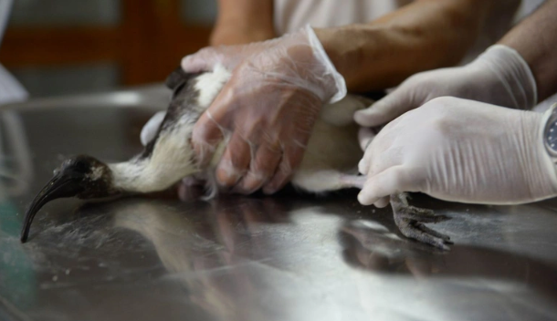 Foto - 9 yıl önce topraklarımıza giren canlı ilk doğumunu gerçekleştirdi! Doğum sırasında maalesef talihsiz olay yaşandı