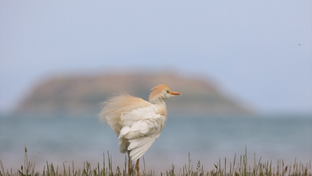 Foto - 9 yıl önce topraklarımıza giren canlı ilk doğumunu gerçekleştirdi! Doğum sırasında maalesef talihsiz olay yaşandı