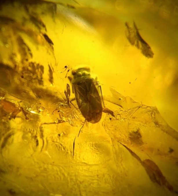 Foto - 90 milyon yıllık taşlar Bitlis’te