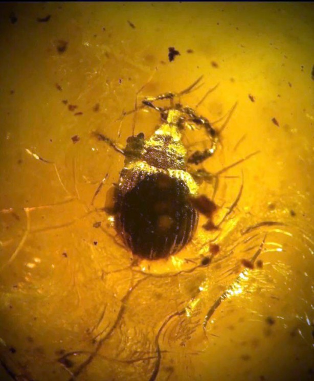 Foto - 90 milyon yıllık taşlar Bitlis’te