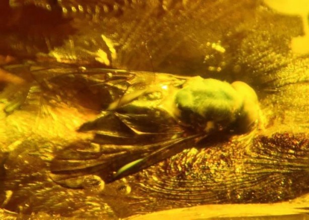 Foto - 90 milyon yıllık taşlar Bitlis’te