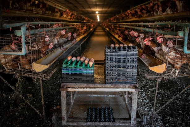 Foto - 98 firmadan flaş açıklama! Yumurta alacaklar dikkat