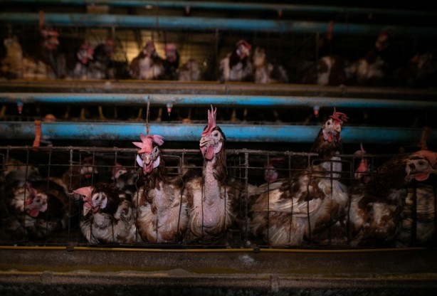 Foto - 98 firmadan flaş açıklama! Yumurta alacaklar dikkat