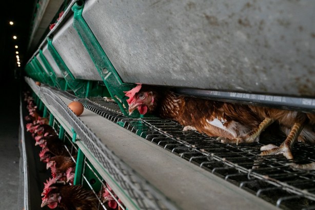 Foto - 98 firmadan flaş açıklama! Yumurta alacaklar dikkat