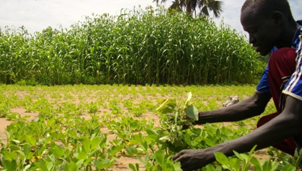 Foto - 99 yıllığına arazi kiralanmıştı! Türkiye'nin Sudan'daki tarım yapma projesiyle ilgili şok gelişme