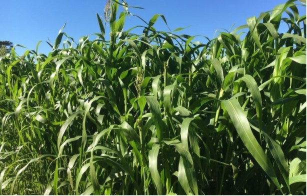 Foto - 99 yıllığına arazi kiralanmıştı! Türkiye'nin Sudan'daki tarım yapma projesiyle ilgili şok gelişme