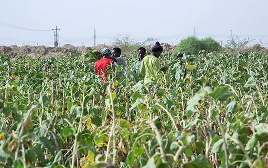 Foto - 99 yıllığına arazi kiralanmıştı! Türkiye'nin Sudan'daki tarım yapma projesiyle ilgili şok gelişme