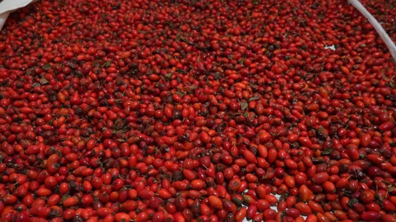 Foto - A ve C vitamini deposu: dikenli gül diyorlar... Dallardan tek tek elle toplanıyor