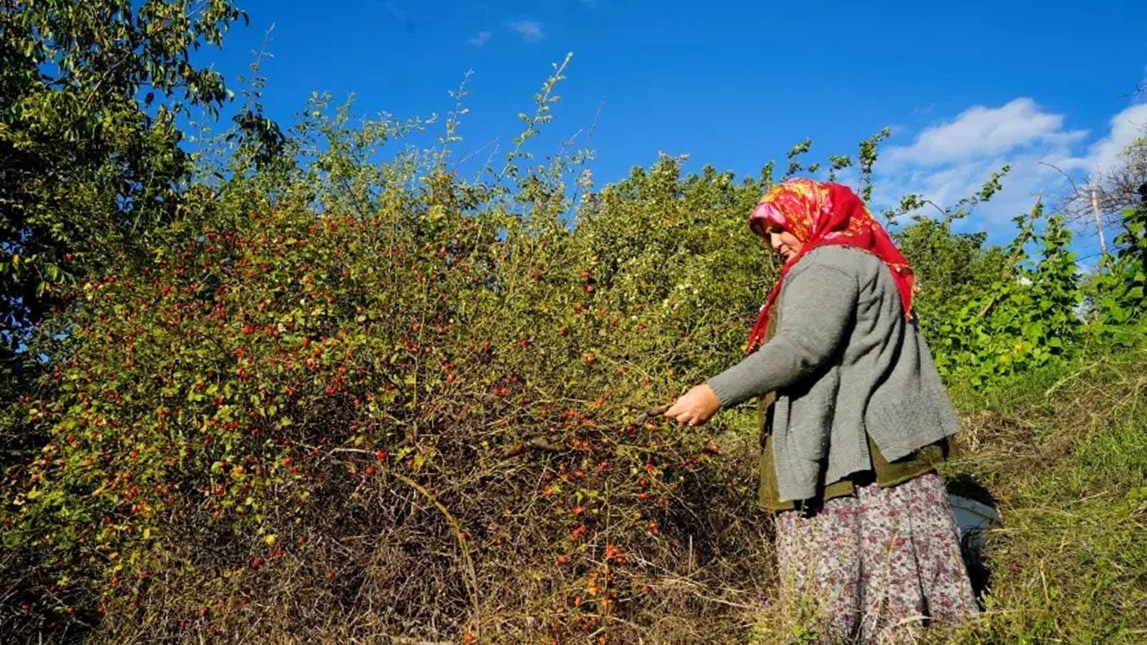A ve C vitamini deposu: dikenli gül diyorlar... Dallardan tek tek elle toplanıyor
