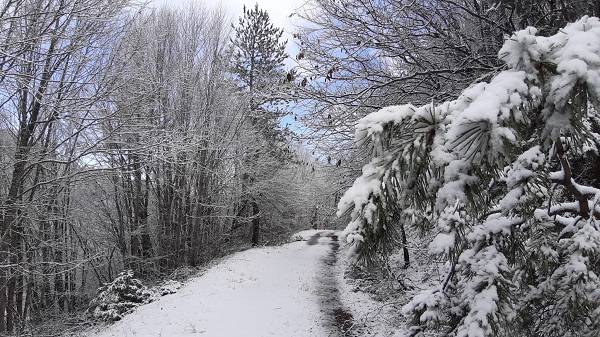 Foto - Abant'ta kış güzelliği