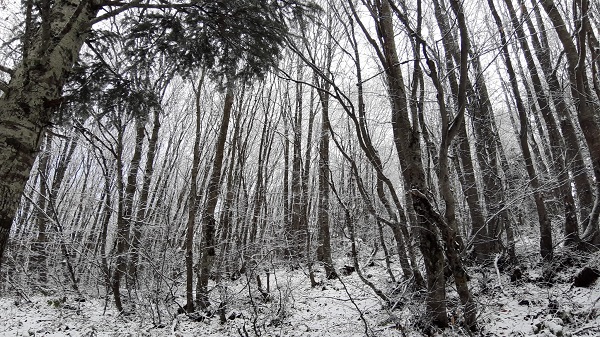 Foto - Abant'ta kış güzelliği