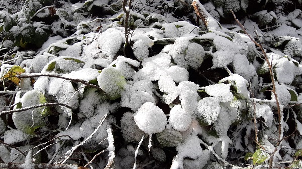 Foto - Abant'ta kış güzelliği
