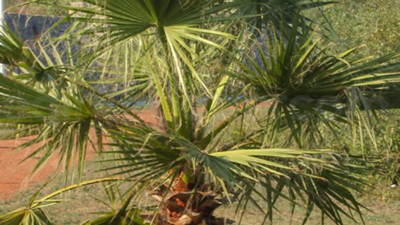 Foto - ABD, İtalya, Belarus ve Polonya'dan geliyordu! Türkiye reddetti, tehlikenin kıyısından döndük