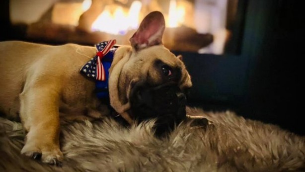 Foto - ABD layığını buldu! Şaka değil, köpek başkan seçildi!