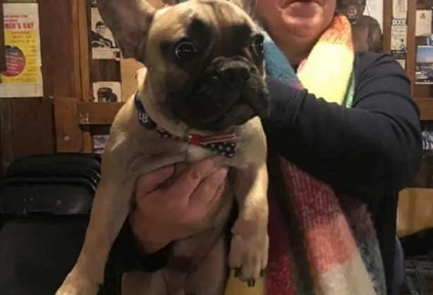 ABD layığını buldu! Şaka değil, köpek başkan seçildi!