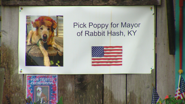 Foto - ABD layığını buldu! Şaka değil, köpek başkan seçildi!