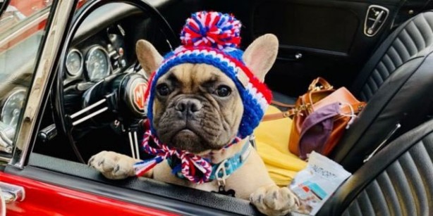 Foto - ABD layığını buldu! Şaka değil, köpek başkan seçildi!