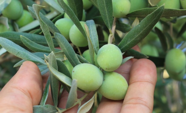 Foto - İspanya'dan vazgeçen ABD, Rusya ve onlarca ülke Türkiye'den almaya başladı! Mersinliler şaşkın
