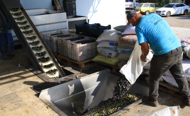 Foto - İspanya'dan vazgeçen ABD, Rusya ve onlarca ülke Türkiye'den almaya başladı! Mersinliler şaşkın