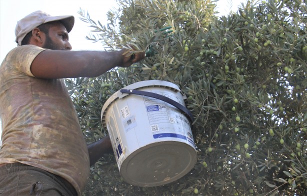 Foto - İspanya'dan vazgeçen ABD, Rusya ve onlarca ülke Türkiye'den almaya başladı! Mersinliler şaşkın