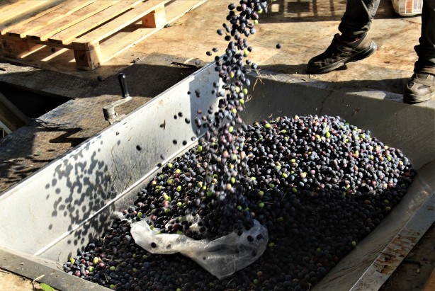 Foto - İspanya'dan vazgeçen ABD, Rusya ve onlarca ülke Türkiye'den almaya başladı! Mersinliler şaşkın