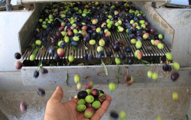 Foto - İspanya'dan vazgeçen ABD, Rusya ve onlarca ülke Türkiye'den almaya başladı! Mersinliler şaşkın