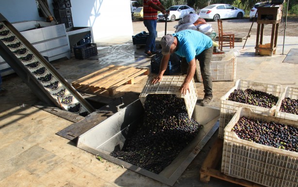 Foto - İspanya'dan vazgeçen ABD, Rusya ve onlarca ülke Türkiye'den almaya başladı! Mersinliler şaşkın