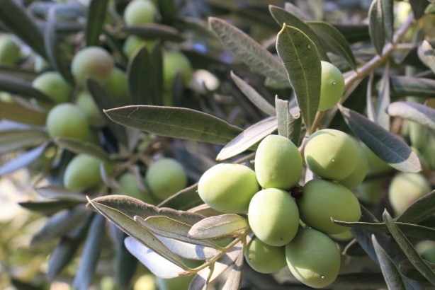 Foto - İspanya'dan vazgeçen ABD, Rusya ve onlarca ülke Türkiye'den almaya başladı! Mersinliler şaşkın