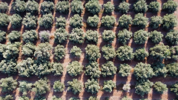 Foto - İspanya'dan vazgeçen ABD, Rusya ve onlarca ülke Türkiye'den almaya başladı! Mersinliler şaşkın