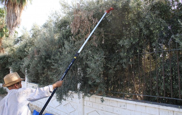 Foto - İspanya'dan vazgeçen ABD, Rusya ve onlarca ülke Türkiye'den almaya başladı! Mersinliler şaşkın