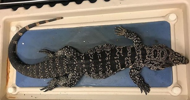 Foto - ABD şokta! İstila ettiler