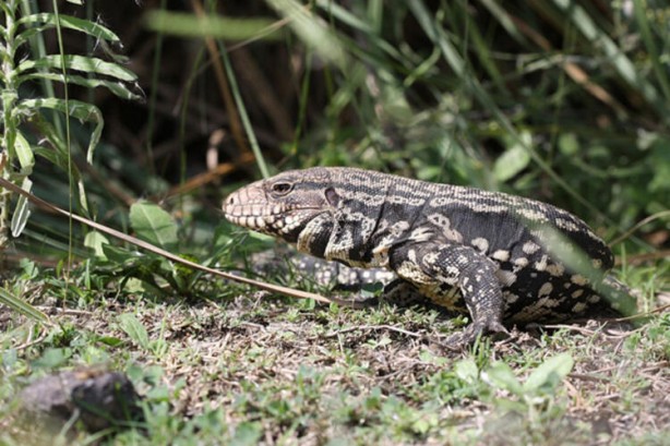Foto - ABD şokta! İstila ettiler