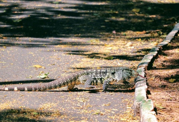ABD şokta! İstila ettiler