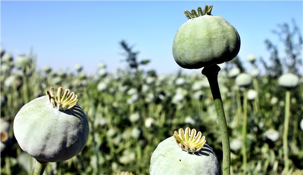 Foto - ABD Türk tarımını bitirdi! CIA belgelerinde ortaya çıktı, Türkiye ayağa kalkacak